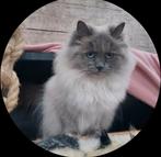 2 Neva Masquerade dames, Dieren en Toebehoren, Katten en Kittens | Raskatten | Langhaar, Poes, Ontwormd