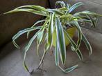 Kamerplant graslelie spider plant, Huis en Inrichting, Kamerplanten, Ophalen, Halfschaduw, Minder dan 100 cm