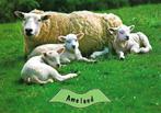 Ameland- -Schapen., Gelopen, 1960 tot 1980, Waddeneilanden, Verzenden