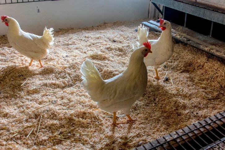 Witte Leghorn kippen., Dieren en Toebehoren, Pluimvee, Kip, Vrouwelijk