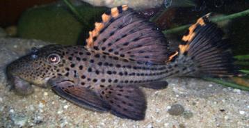 L-Nummers: L091 Leporacanthicus triactis beschikbaar voor biedingen