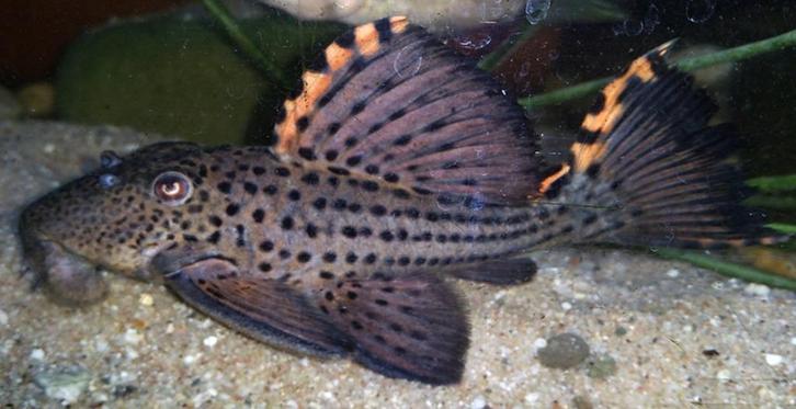 L-Nummers: L091 Leporacanthicus triactis, Dieren en Toebehoren, Vissen | Aquariumvissen, Zoetwatervis, Vis