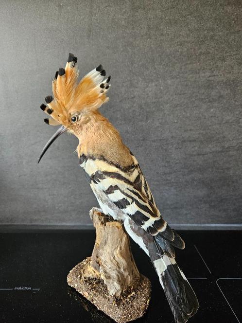 Prachtige nieuw opgezette Hop, Verzamelen, Dierenverzamelingen, Nieuw, Opgezet dier, Vogel, Verzenden