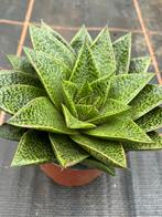 Gastheria, Tuin en Terras, Planten | Tuinplanten, Ophalen of Verzenden, Overige soorten, Volle zon