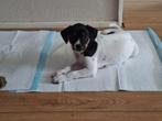 Nog 1 mooie boerenfox  pup reutje, Dieren en Toebehoren, Honden | Jack Russells en Terriërs, Rabiës (hondsdolheid), 8 tot 15 weken