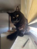 Indoors Main coone kater, Kater, Ontwormd, 0 tot 2 jaar