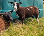 Bonte ooi, Vrouwelijk, Schaap, 0 tot 2 jaar