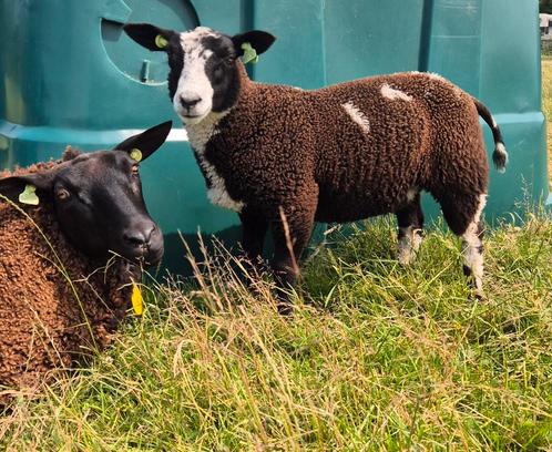 Bonte ooi, Dieren en Toebehoren, Schapen, Geiten en Varkens, Schaap, Vrouwelijk, 0 tot 2 jaar