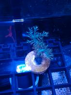 Keniaboom ( koraal ), Dieren en Toebehoren, Vissen | Aquariumvissen, Vis, Zoutwatervis