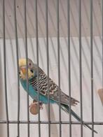 Dunfallow (Palefallow), Mannelijk, Parkiet