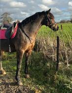 Lieve lease E pony! Verzorger, bijrijder, verzorgpony, Diensten en Vakmensen, Ruiter of Bijrijder