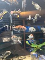 Pundamilia Nyererei ( victoria cichlide), Dieren en Toebehoren, Vissen | Aquariumvissen, Vis
