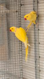 Koppel lutino Halsband parkieten, Dieren en Toebehoren, Meerdere dieren, Parkiet