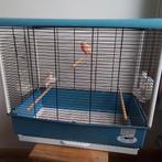 Kanaries, Dieren en Toebehoren, Meerdere dieren, Kleurkanarie