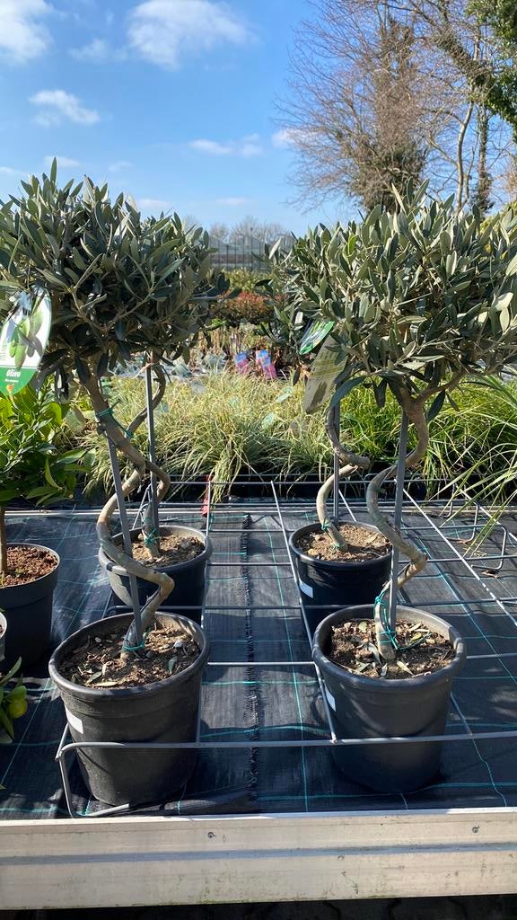 Olijfboom spiraal, Tuin en Terras, Ophalen, Overige soorten, Halfschaduw