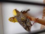 Lizard kanarie poppen, Hagedis