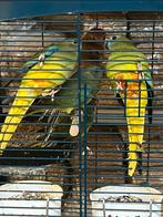 Eleganten Geringd Jonge vogels., Dieren en Toebehoren, Vogels | Parkieten en Papegaaien, Meerdere dieren, Parkiet, Geringd