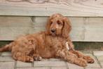 Irish Doodles super lief (labradoodle maar net even anders), Overige rassen, 8 tot 15 weken, Meerdere, Meerdere dieren
