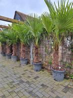 Palmboom trachycarpus, Tuin en Terras, Planten | Bomen, Volle zon, Ophalen of Verzenden, Palmboom