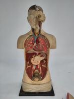 Vintage anatomisch model Louis M. Meus torso anatomie, Ophalen
