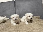 Maltezer puppy’s, Dieren en Toebehoren, Parvo, 8 tot 15 weken, Meerdere, Meerdere dieren