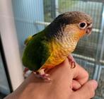 Pyrrhuras super lief en super tam met dna., Meerdere dieren, Papegaai, Tam