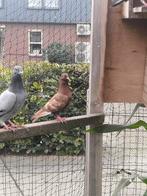 Kruising 3x bruine duif, Dieren en Toebehoren, Vogels | Duiven, Geslacht onbekend