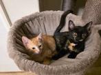 Mooie kittens zoeken een huisje, Dieren en Toebehoren, Katten en Kittens | Overige Katten, Meerdere dieren, Kortharig, 0 tot 2 jaar