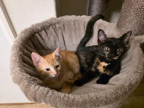 Mooie kittens zoeken een huisje, Dieren en Toebehoren, Katten en Kittens | Overige Katten, Kortharig, Meerdere dieren, 0 tot 2 jaar