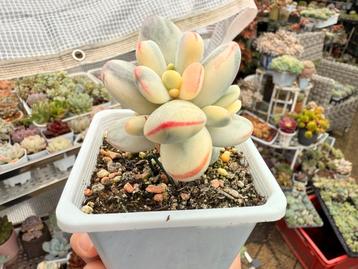 Cotyledon orbiculata cv variegata/pot 9cm/vetplant/succulent beschikbaar voor biedingen