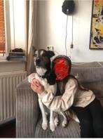Honden oppas/uitlaat aderesje GEZOCHT, Verzenden