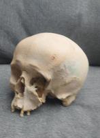 Schedel mens, Antiek en Kunst, Curiosa en Brocante, Ophalen of Verzenden