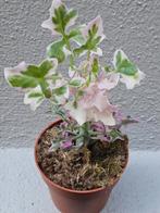 Senecio Articulatus Variegata p8, Huis en Inrichting, Kamerplanten, Overige soorten, Minder dan 100 cm, Ophalen of Verzenden, Halfschaduw
