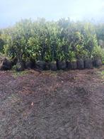 Caucasica 180cm+ - 2e Keuze, Overige soorten, Lente, 100 tot 250 cm, Ophalen