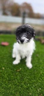 Te koop leuke puber boomer pup, Dieren en Toebehoren, Honden | Niet-rashonden, Nederland, Reu, CDV (hondenziekte), 8 tot 15 weken