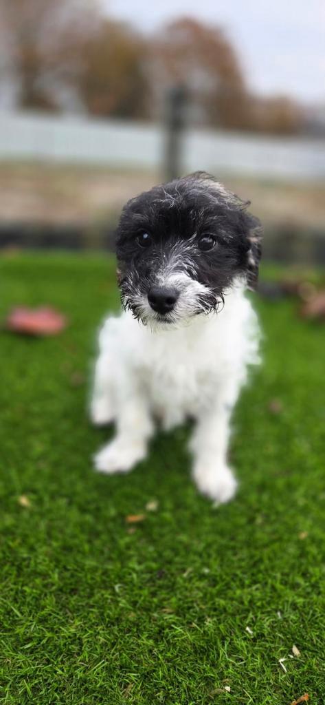 Te koop leuke puber boomer pup, Dieren en Toebehoren, Honden | Niet-rashonden, Klein, Reu, Fokker | Professioneel, Eén hond, Nederland