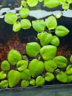 Drijfplant / reuzeneendenkroos, Dieren en Toebehoren, Vissen | Aquaria en Toebehoren, Ophalen, Nieuw, Plant(en), Steen of Hout