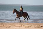 Knappe 6 jarige allround draverruin, Dieren en Toebehoren, B, Gechipt, Ruin, 3 tot 6 jaar