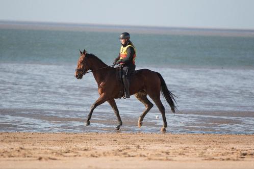 Knappe 6 jarige allround draver ruin, Dieren en Toebehoren, Paarden, Ruin, B, 165 tot 170 cm, 3 tot 6 jaar, Recreatiepaard, Met stamboom