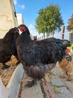 Jonge en lieve zwarte haan (mei 2025), Dieren en Toebehoren, Mannelijk, Kip