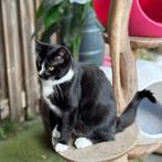 Lieve jonge poes (halve Maine Coon) ter herplaatsing, Dieren en Toebehoren, Katten en Kittens | Raskatten | Langhaar, Meerdere dieren