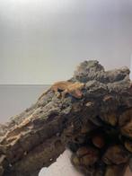 Gekko zonny, Ophalen of Verzenden, Zo goed als nieuw