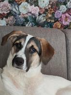 Yoko Ter Adoptie!, Dieren en Toebehoren, Honden | Niet-rashonden, Particulier, Rabiës (hondsdolheid), 15 weken tot 1 jaar, Buitenland
