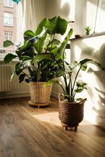 Diverse mooie plantenmanden, slechts één keer gebruikt!, Huis en Inrichting, Woonaccessoires | Schalen en Manden, Ophalen, Mand