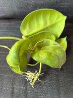 Hoya calycina 'Stargazer' stek, Overige soorten, Minder dan 100 cm, Bloeiende kamerplant, Halfschaduw