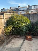 Portugese laurier struik 2,5m, Tuin en Terras, Planten | Bomen, Ophalen, Halfschaduw, Overige soorten, Lente