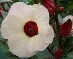 Hibiscus Sabdariffa, Ophalen of Verzenden, Voorjaar, Halfschaduw, Zaad