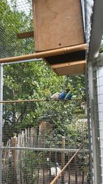 Grasparkieten, Dieren en Toebehoren, Vogels | Parkieten en Papegaaien, Mannelijk, Parkiet