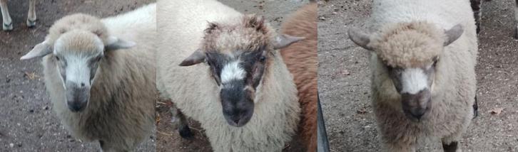 Bijzondere met veel variatie getekende dekrammen, Dieren en Toebehoren, Schapen, Geiten en Varkens, Schaap, Mannelijk, 0 tot 2 jaar