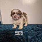 bijzondere kleurtjes choco shih tzu pups, Overige rassen, 8 tot 15 weken, Meerdere, Meerdere dieren